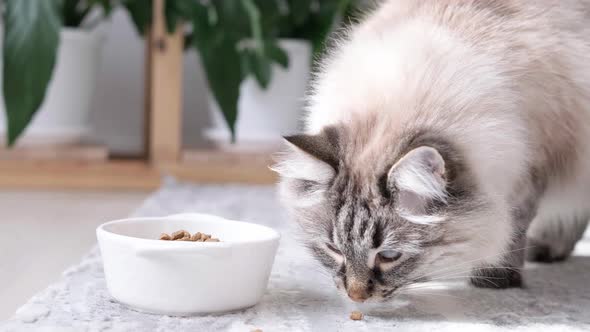 Close Up Long Haired Cat Eating Organic Food From a Bowl