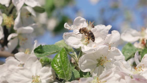 Honey Bee on Apple Tree in Spring with White Blossoms