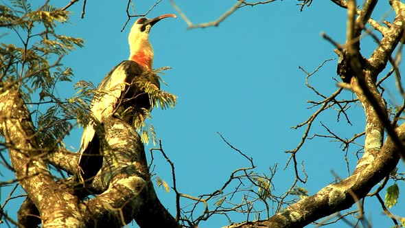 Black-faced ibis perched on a tree preens and sings out to other birds