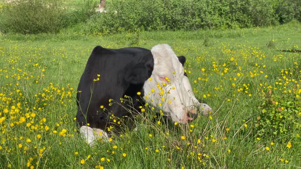 Friesian Black and White Dairy Cows Lying in Grass Farm Field Pasture