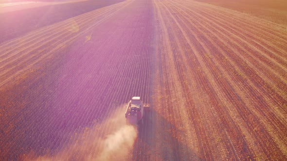 Aerial View Combine Harvesting on Sunflower Field. Mechanized Harvesting Sunflower. Large Field of