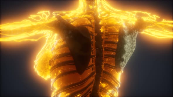 Colorful Human Body Animation Showing Bones and Organs