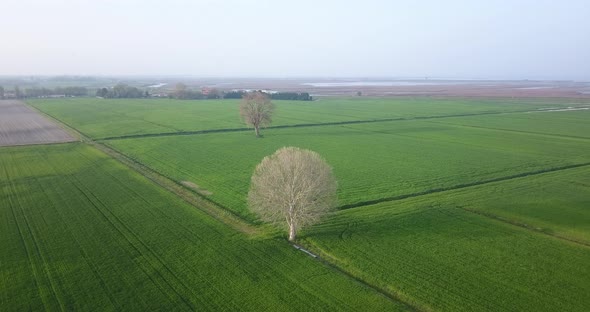 Two Trees in the Middle of the Green Fields