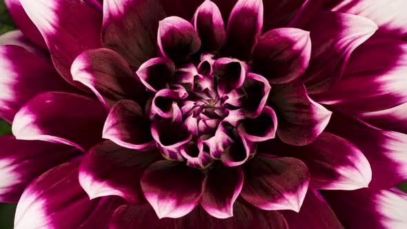 Time Lapse Blooming Flower Dahlia