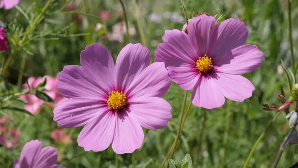 Mexican aster  plant in natural environement close-up 4K 2160p 30fps UltraHD footage - Pink autumn f