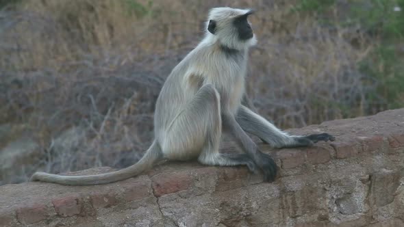 Ape sitting and scratching his body on a wall in Jodhpur.