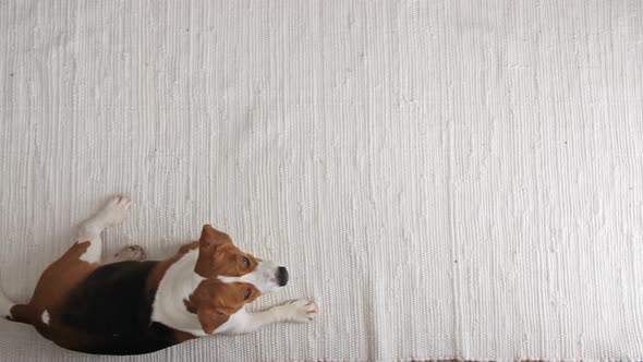 Dog Beagle Sitting at Home on the Floor and Executes Somersault Team