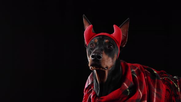 Doberman Pinscher Lies Rolled Into Red Checkered Plaid Red Devil Horns Its Head