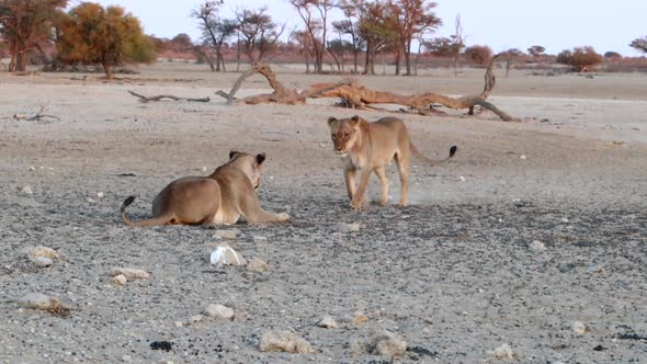 A young African Lion jumps at another in play, in the Kalahari Desert