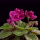 Time Lapse of Growing and Opening Magenta Saintpaulia African Violet - VideoHive Item for Sale