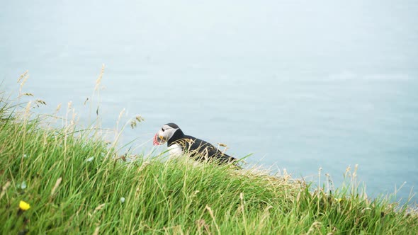 Wild Puffin Exploring The Island In Iceland - medium shot