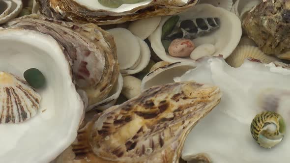 Oyster shells lie underwater on seashells.