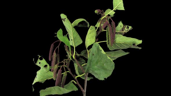 Time-lapse of drying Alder tree leaves