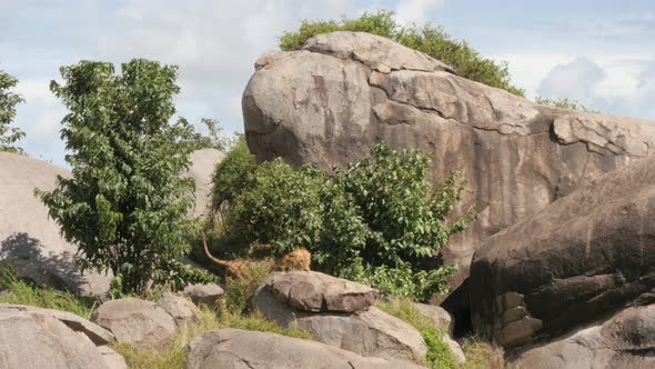 Male Lions on the rocks in Serengeti National Park Tanzania