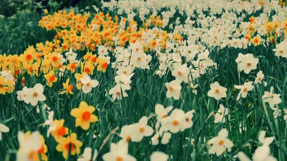 A Outdoor Garden  Daffodils  