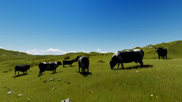 Cows Grazing