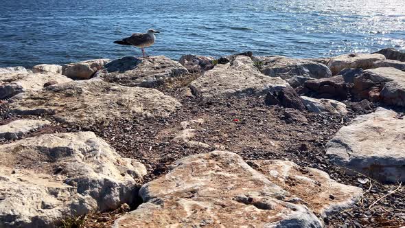 The Bird And Rocks Near The Sea