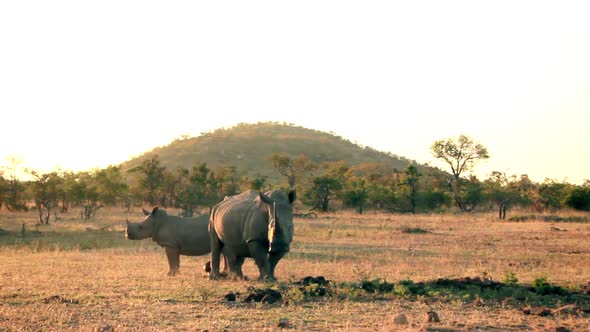 a Rhino with her son - two rhinos