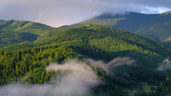 Forest in the mountains. Summer forest in mountains. Forest in fog.