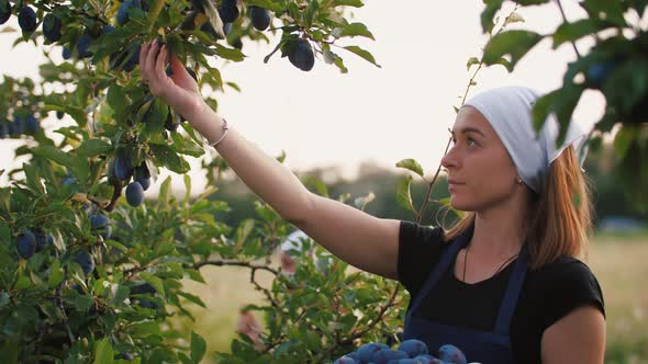 Young Woman Picking Fresh Plums From the Tree and Put It Into the Basket