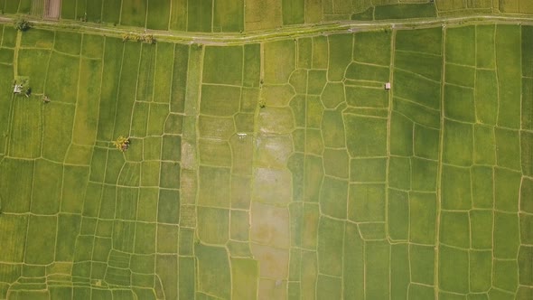 Terrace Rice Fields BaliIndonesia