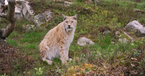 Closeup of a European Lynx Sits in the Forest at Summer