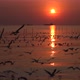 Seagulls flying over the ocean at sunset. - VideoHive Item for Sale