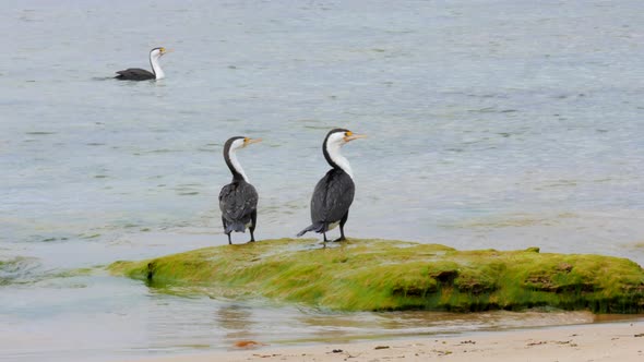 A pair of Pied Cormorants standing on a rock covered in sea weed at an Australian beach.