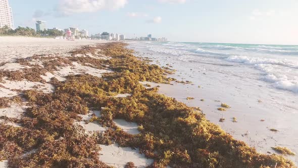 Morning Waves And Seaweed - Miami Beach, Florida USA