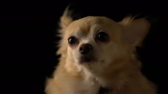 cute brown color hair chihuahua dog studio with black background