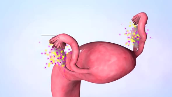 Ovulation and menstrual cycle