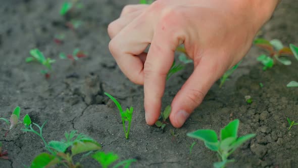 A Hand Clears a Bed with Growing Young Carrots From Weeds Closeup
