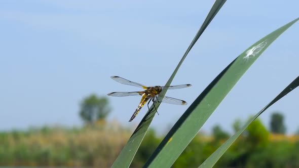 Dragonfly