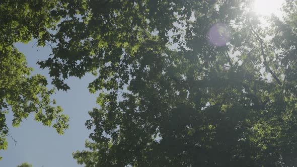 Sun shine through dense foliage of forest trees, motion backward