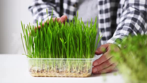 Hand Touching The Grass. A Woman's Hand Touches The Gliding Green Grass. Microgreens