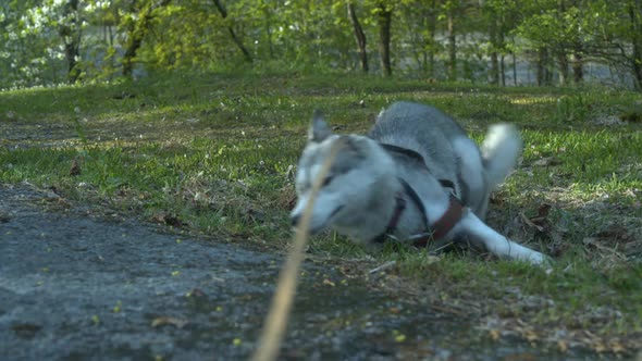 Cute Husky dog on leash rolls, plays in green grass of autumn park