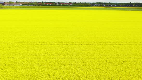 Low perspective flight over a colorful yellow field of rapeseed plants with a litlle village at the