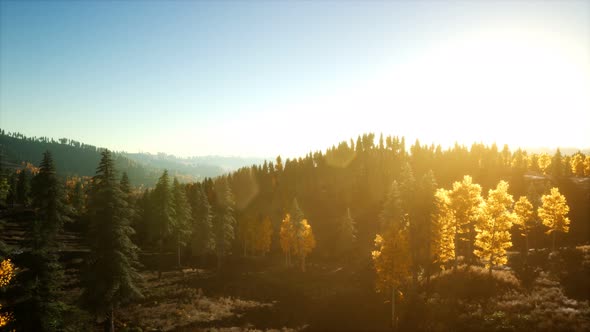 Aerial View of the Beautiful Autumn Forest at Sunset with Green Pine Trees