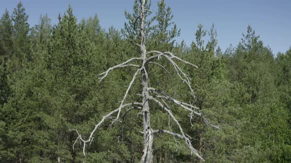 One dead tree surrounded by green trees in the woods.