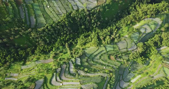 the vegetable plantation with valley and dense of trees that planted with brocolli, cabbage, potatoe