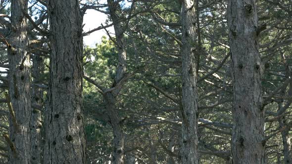 Mountain Forest Motion View