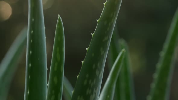 Healthy Aloe 04