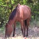 brown mare eating dry grass in a wooded area. calm and peaceful atmosphere - VideoHive Item for Sale