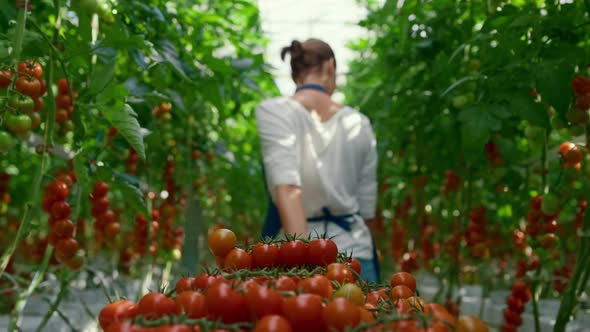 Cherry Tomato Harvest Farmer Collect at Sunlight Greenhouse