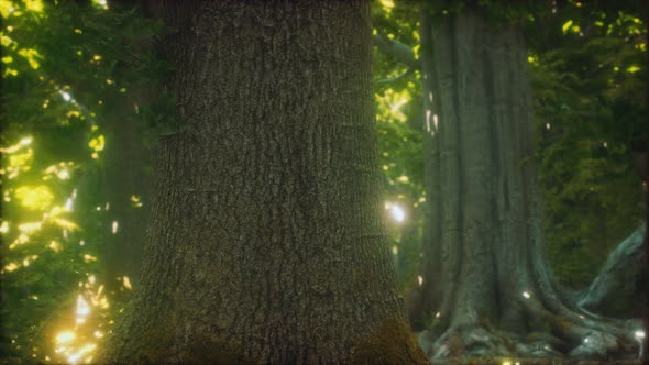 The Primeval Forest with Mossed Ground