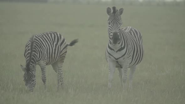 Zebra Zebras in the Field. Slow Motion