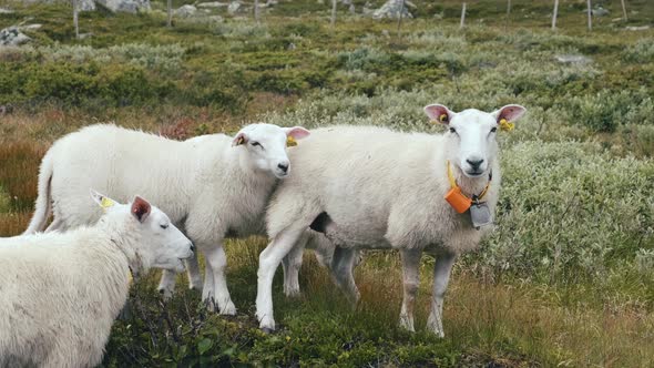 Flock Of Free Ranging Sheep Standing On A Pasture And Looking At The Camera In Hydalen Valley, Hemse