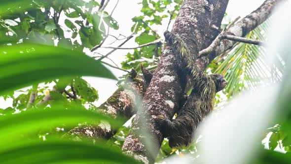 Costa Rica Sloth in Rainforest, Climbing a Tree, Brown Throated Three Toed Sloth (bradypus variegatu