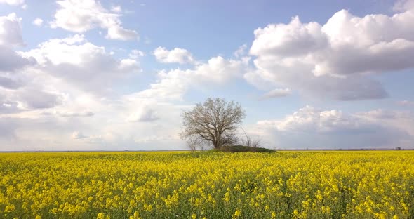 Aerial Survey Of The Rapeseed Field At Low Altitude With Approach To The Tree, 4 K