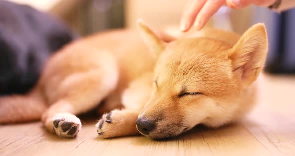 Sleeping shibu dog at home